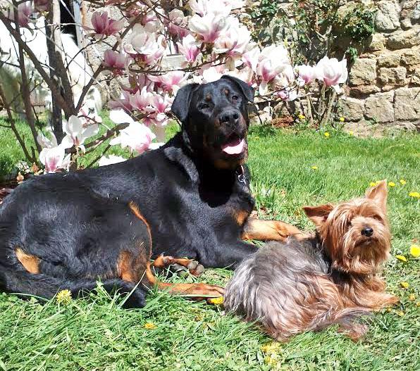  beauceron de travail 